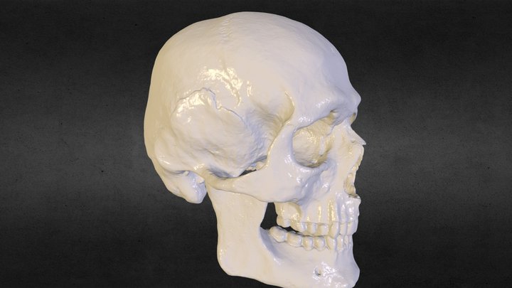 skull_Resized_by_CaptainMESH.stl 3D Model