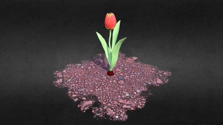 Tulip Flower 3D Model