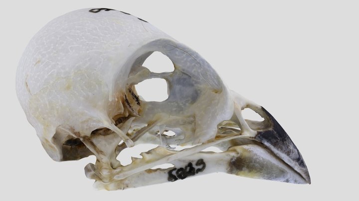 UWYMV:Bird:5883, Passerina cyanea, Skull – Gratis 3D-model STL