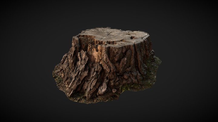 Stump Scan 01 3D Model