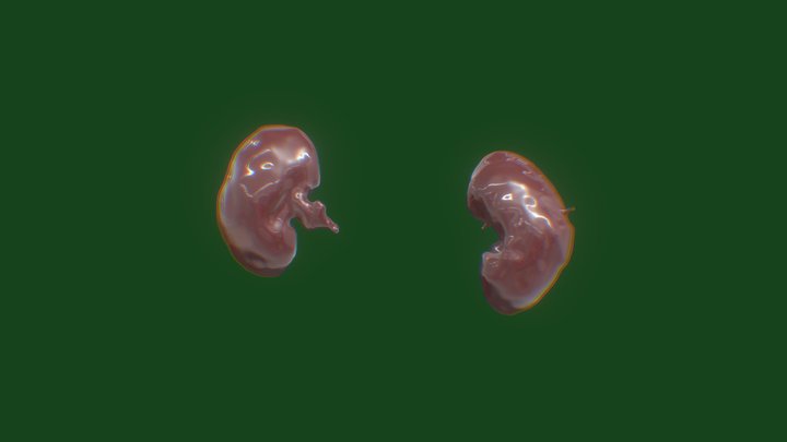 Krisp Kidneys 3D Model