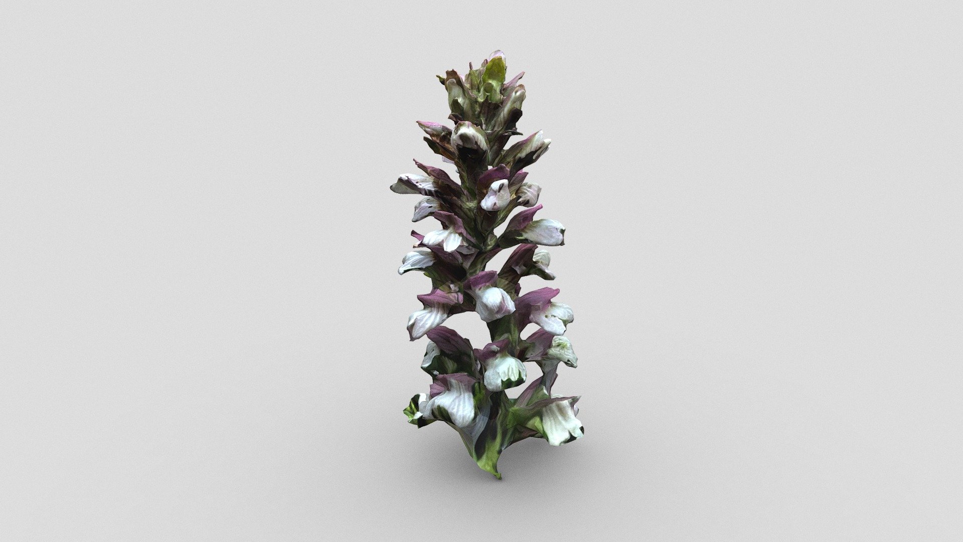 Flowers (Photocatch) — Sketchfab embed 3D viewer