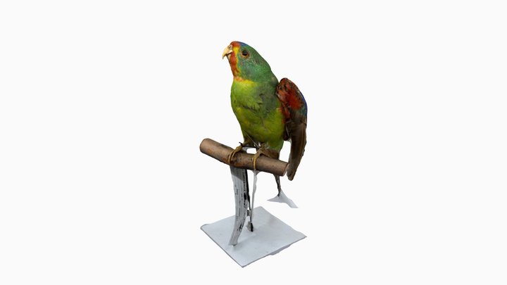 Parrot 3D Model