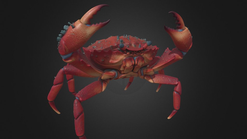 Realistic Crab 3D Model