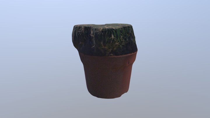 Cactus test 3D Model