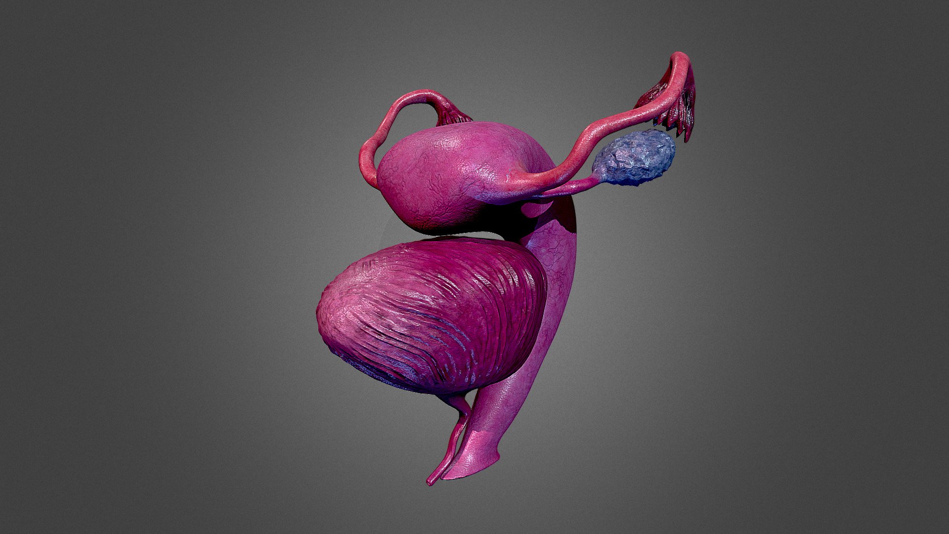 human-uterus-buy-royalty-free-3d-model-by-marlyn-marlynbar