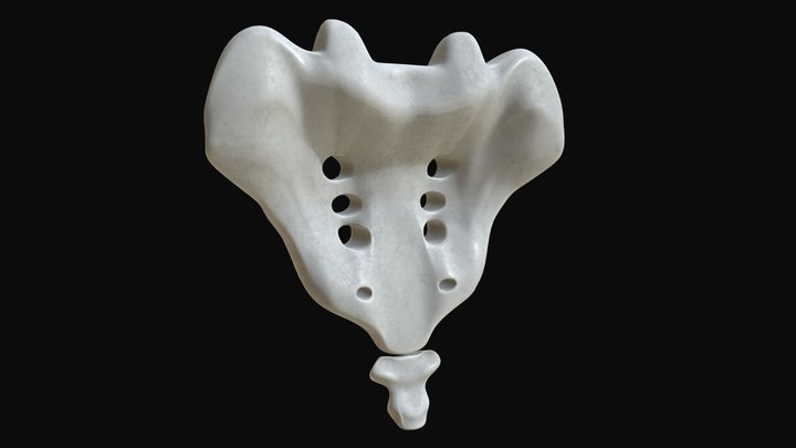 Anatomy - Sacrum and Coccyx 3D Model