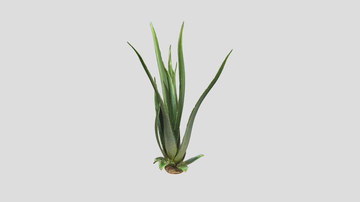 a_aloe_vera_plant_0902163010_refine 3D Model