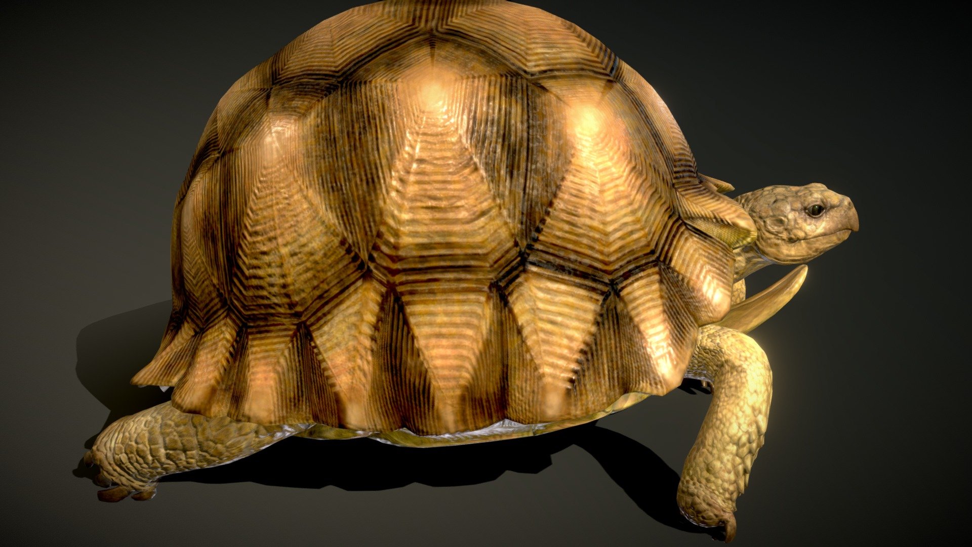 Angonoka Tortoise - Buy Royalty Free 3D model by NestaEric [8ba8a9e ...