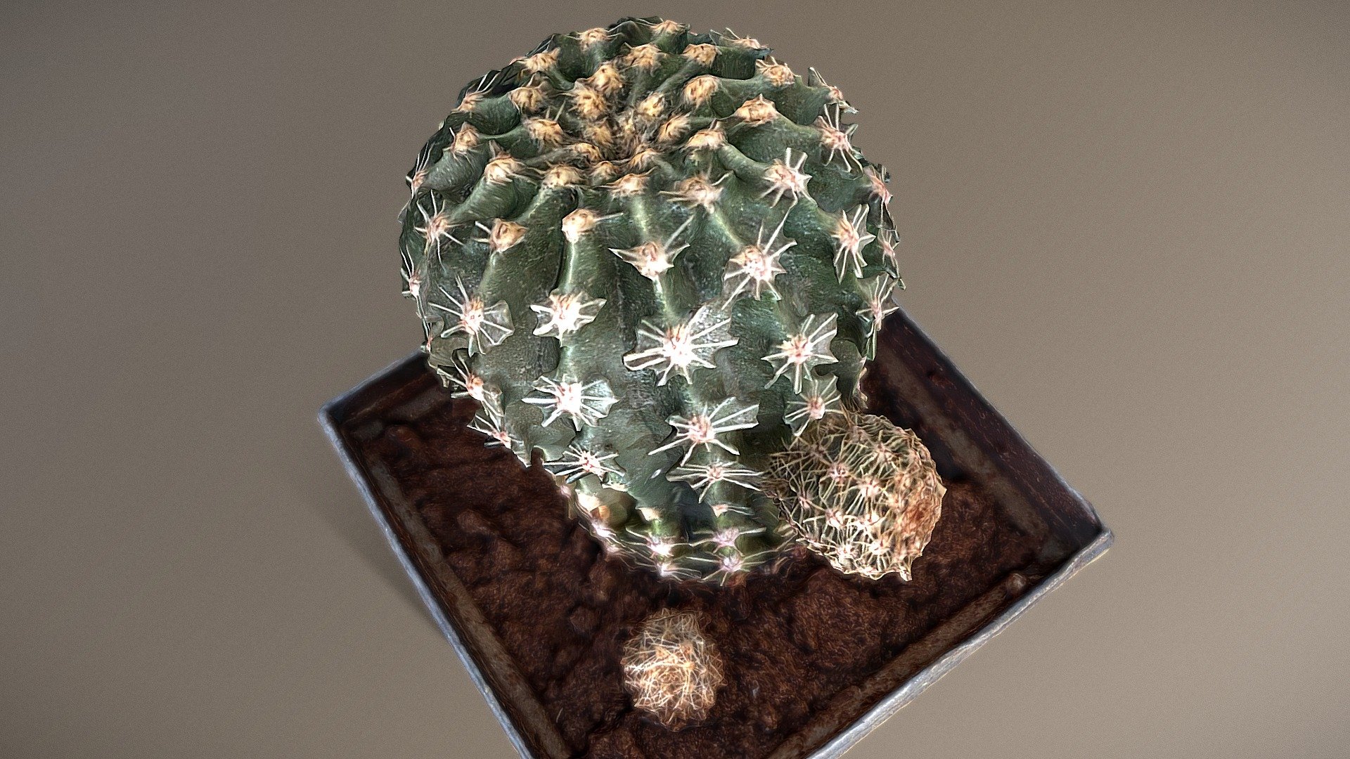 DAY 18 | SUCCULENT