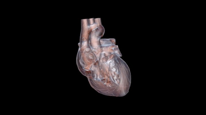 Heart50 3D Model