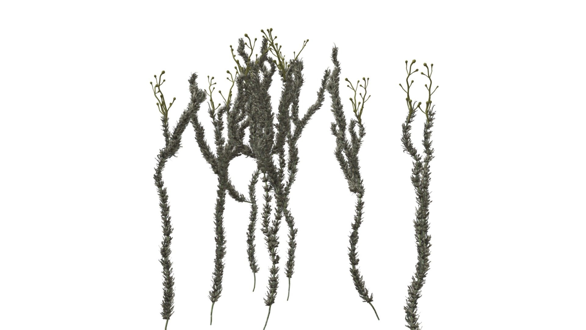 Sagebrush Plant #04 - Buy Royalty Free 3D model by meshshape [8bae17b ...