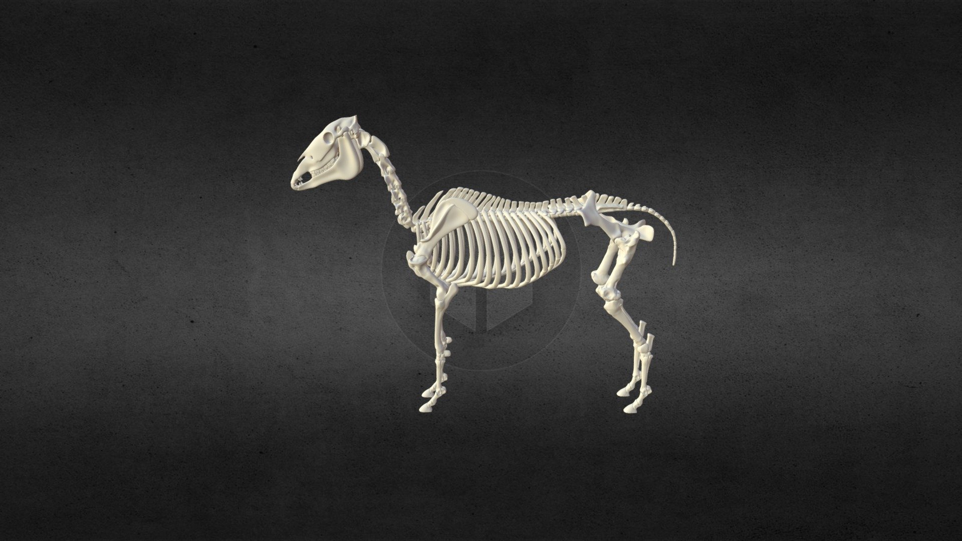 Equine Skeleton 3D model by Corella (corellastudios) [8bb084b