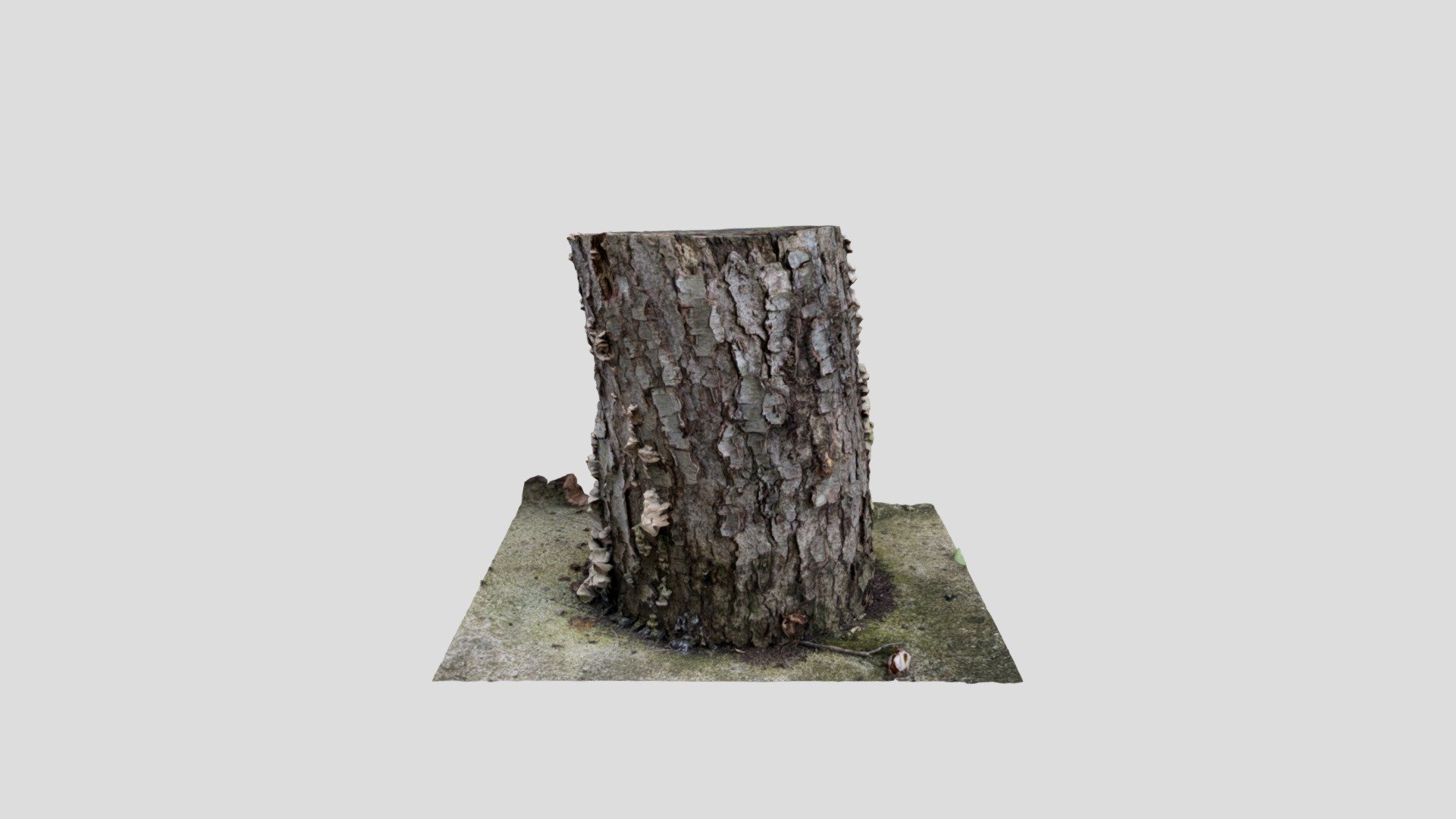 Photo scanned Stump