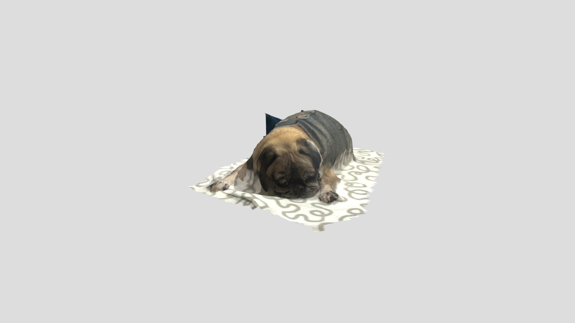 Wedge the Old Man Pug