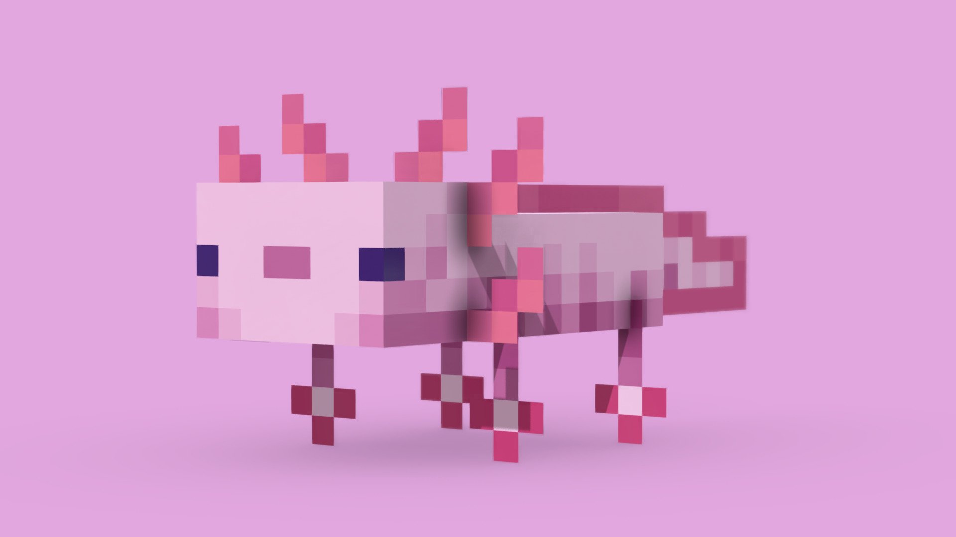 Axolotl