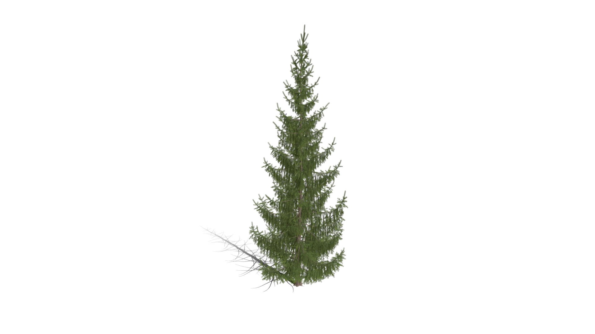 Realistic HD Norway spruce (8/43) - Download Free 3D model by ...