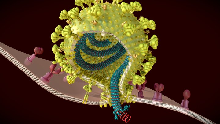 Coronavirus SARS-Cov-2 [15/03/2020] ITA 3D Model