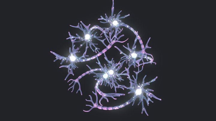 Human Neuron 3D Model