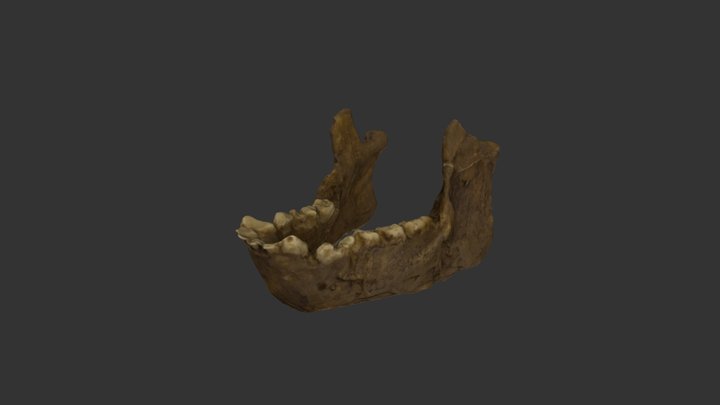AEGYPTOPITHECUS MANDIBULA (AEGYPTOPITHECUS JAW) 3D Model