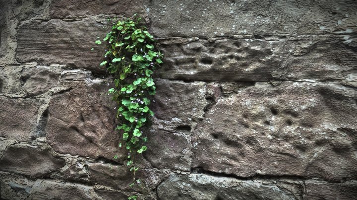 Living Wall in Dundee, Scotland 3D Model