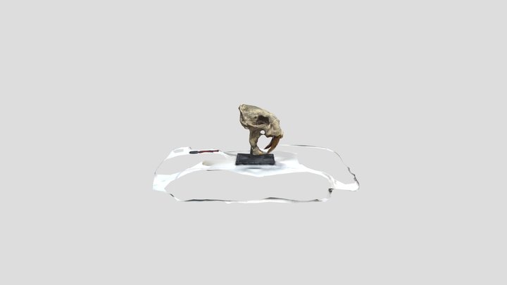 Scan Test 001 3D Model
