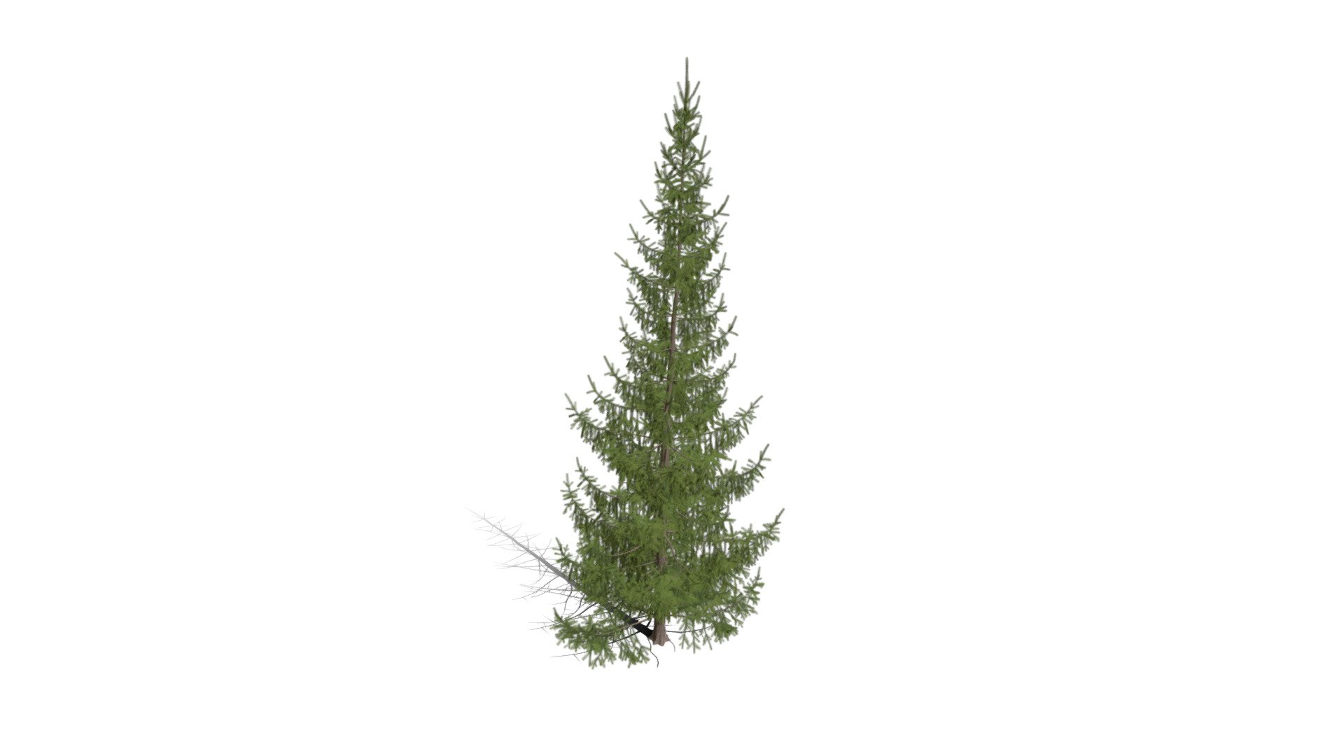 Realistic HD Norway spruce (13/43) - Download Free 3D model by ...