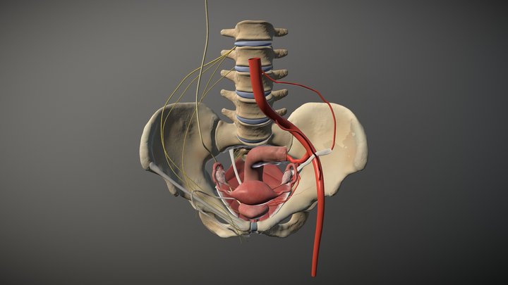 3D Pelvic Anatomy Module 3D Model
