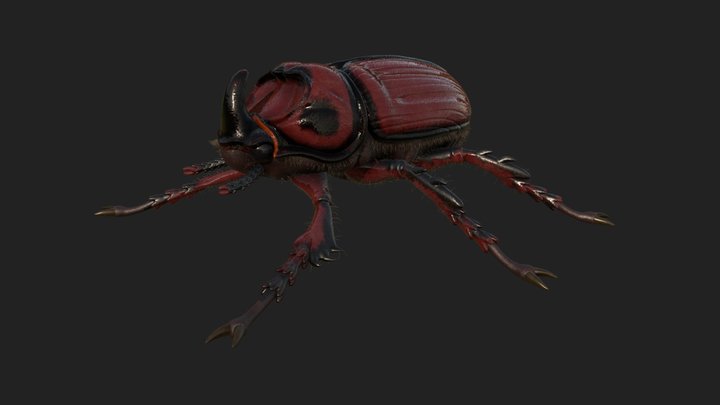 Rhino Beetle 3D Model