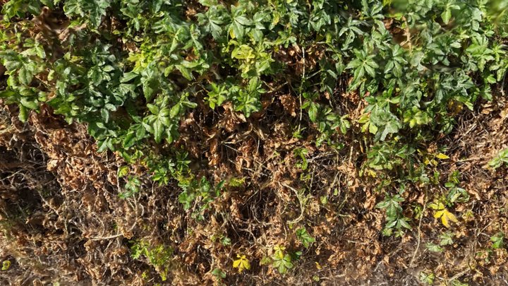 Vines 3D Model