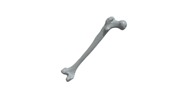 Femur 4 3D Model