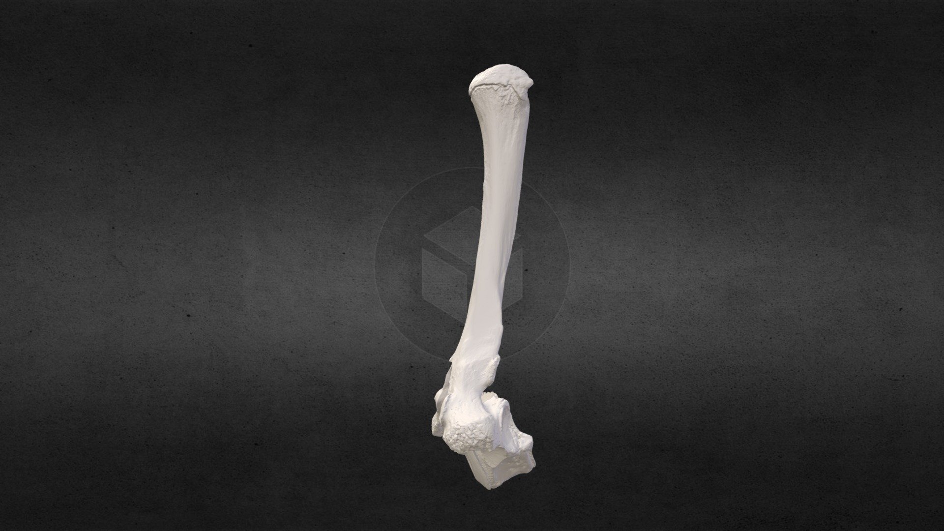 Loxodanta africana (elephant) Thoracic Vert 3
