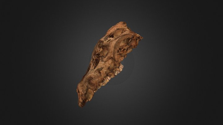 Boxelder 3D Model