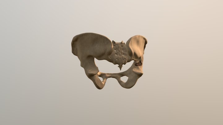 Pelvic bones anatomy 3D Model