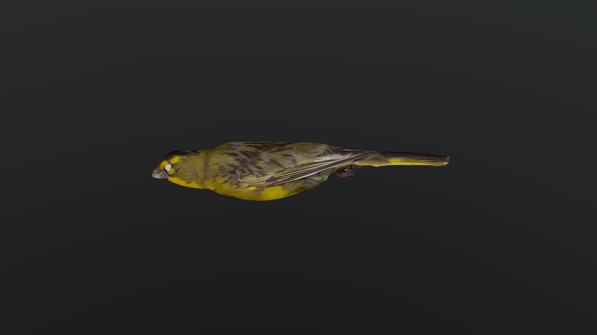 Yellow Cardinal - Gubernatrix cristata