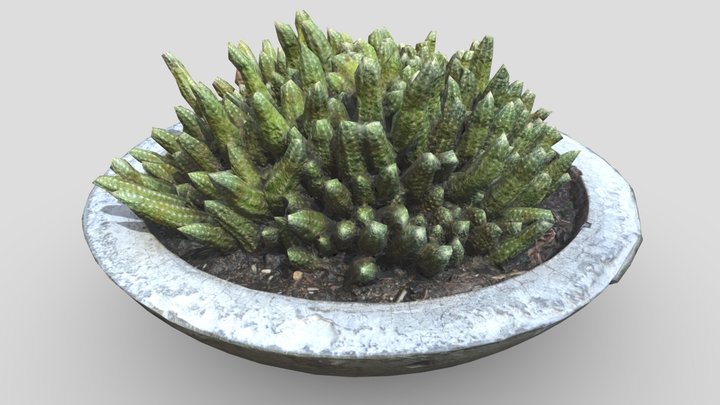 Cactus Concrete Pot 3D Model