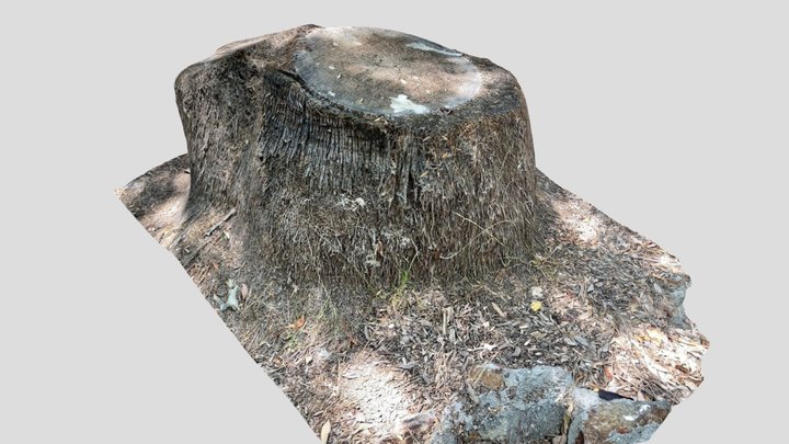 Palm Stump 3D Model