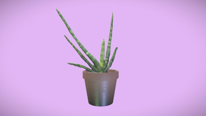 Pot Plant Scan 3D Model