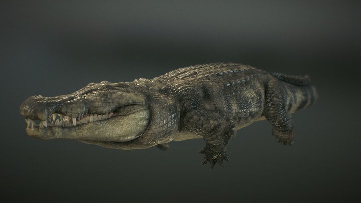 Nile Crocodile Swimming 3D Model