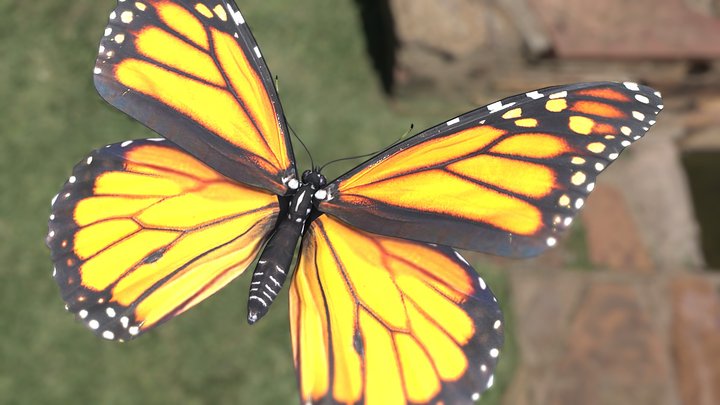 Butterfly 3D models - Sketchfab