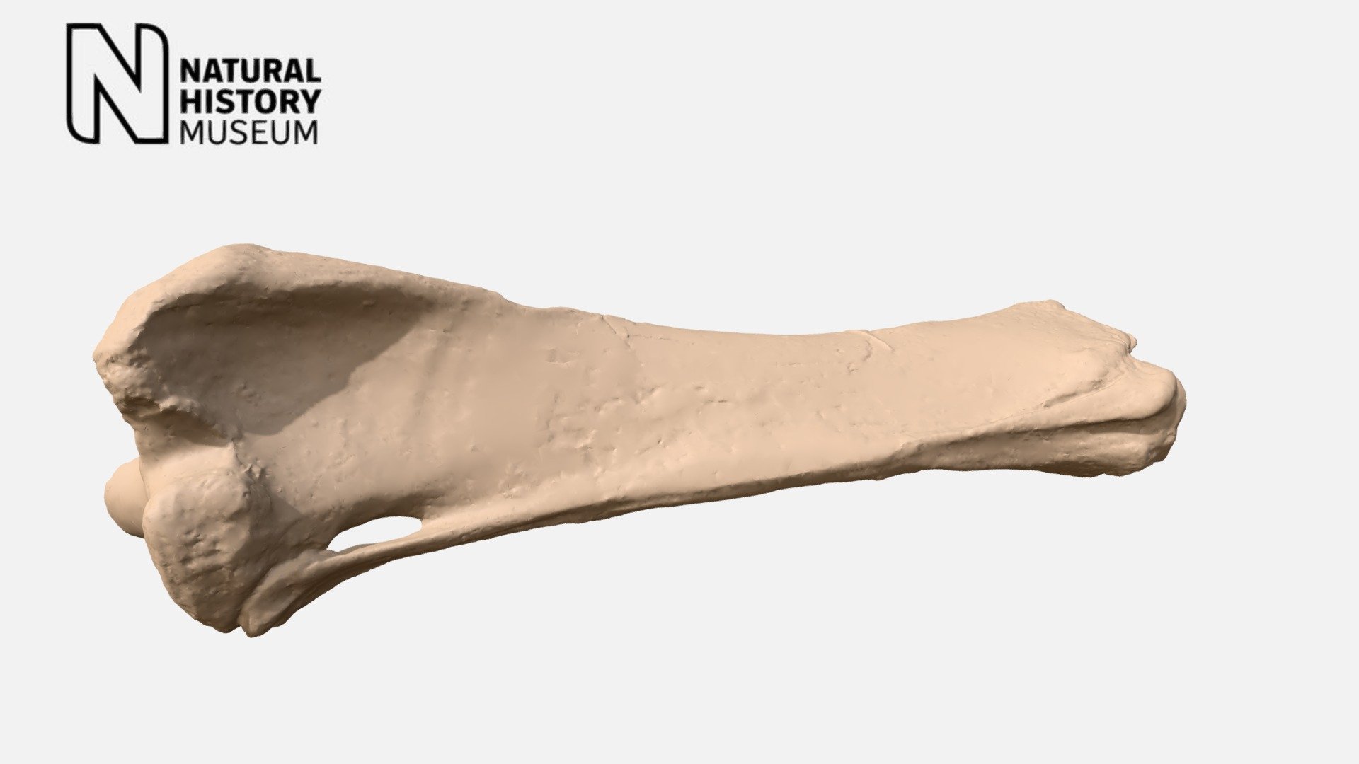 Macrauchenia patachonica - shin bone