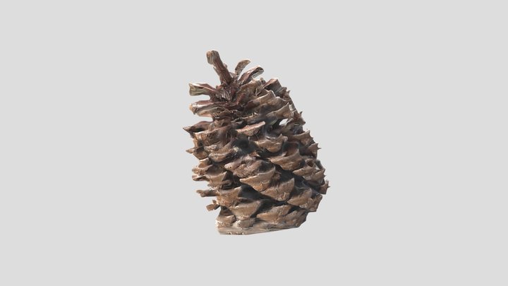 pinecone 3D Model