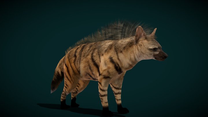 Male  Aardwolf Hyena (Lowpoly) 3D Model