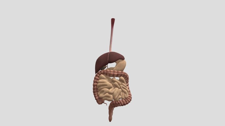 digestive_system 3D Model