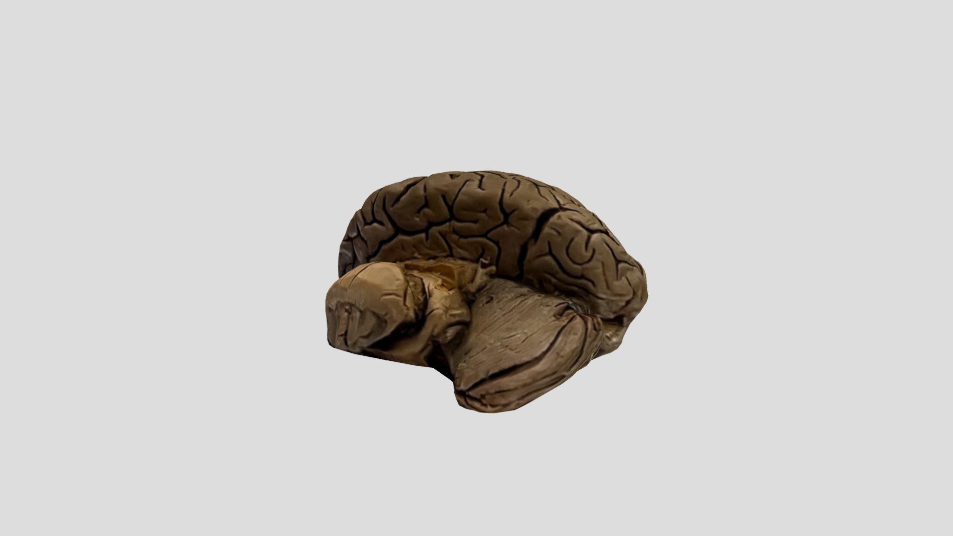 Insula + Right hemisphere of brain - Download Free 3D model by MetaHelv ...