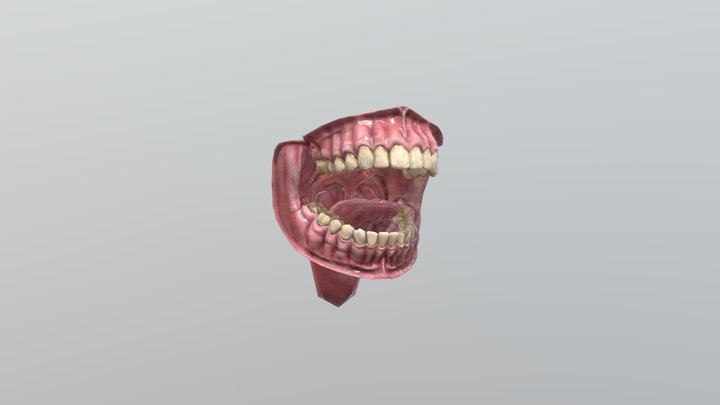 Rigged Mouth 3D Model