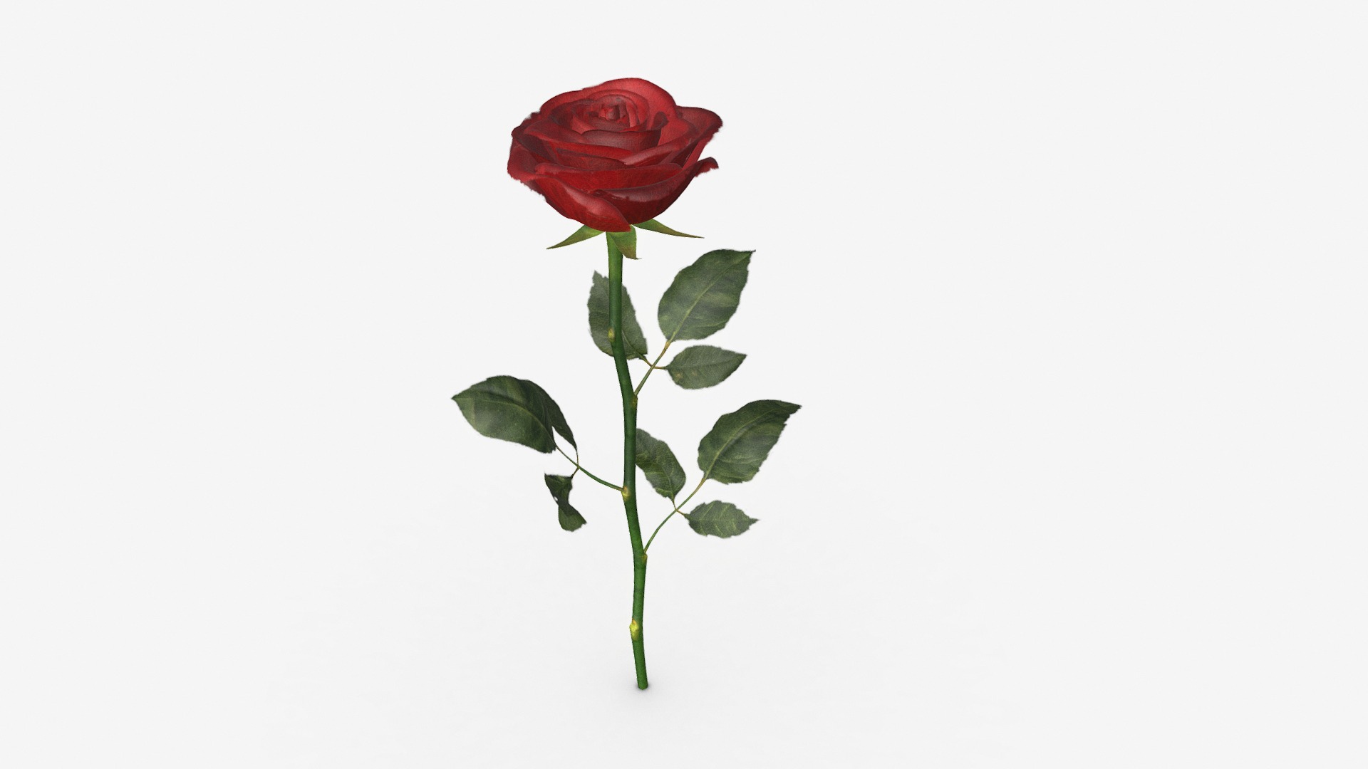 3D model Single beautiful red rose - This is a 3D model of the Single beautiful red rose. The 3D model is about a single rose on a white background.