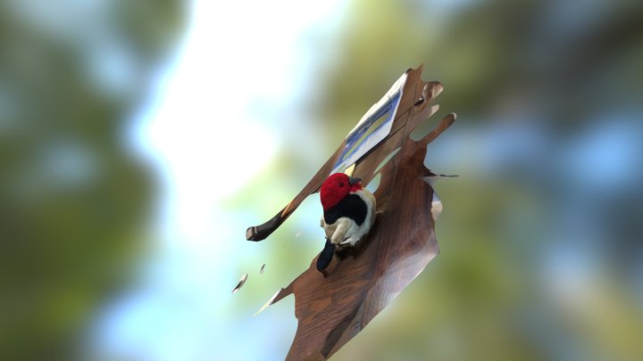 Tenaya's Bird 3D Model