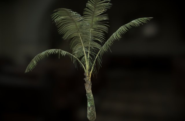 Small Palm Tree 3D Model