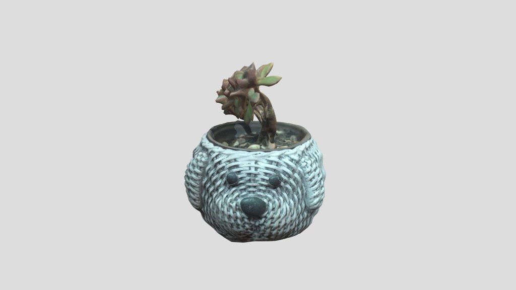 Decorative Plant